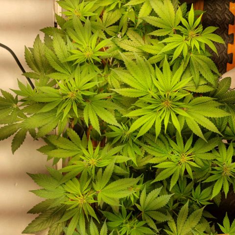  black  magic with unknown strains  growlog timeline photo