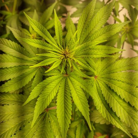  black  magic with unknown strains  growlog timeline photo