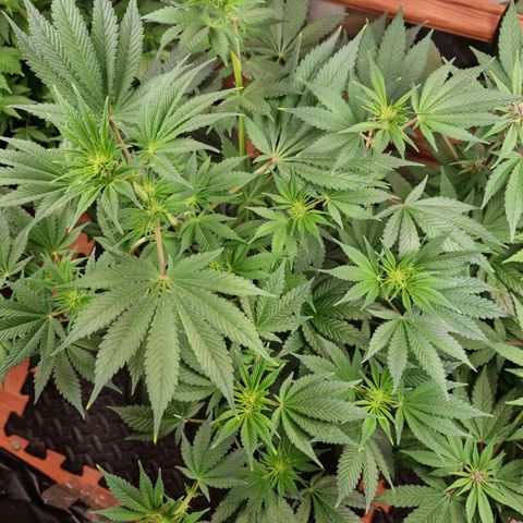  black  magic with unknown strains  growlog timeline photo