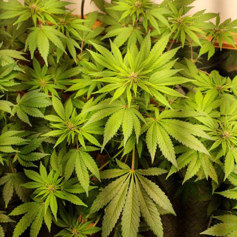  black  magic with unknown strains  growlog timeline photo