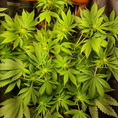  black  magic with unknown strains  growlog timeline photo