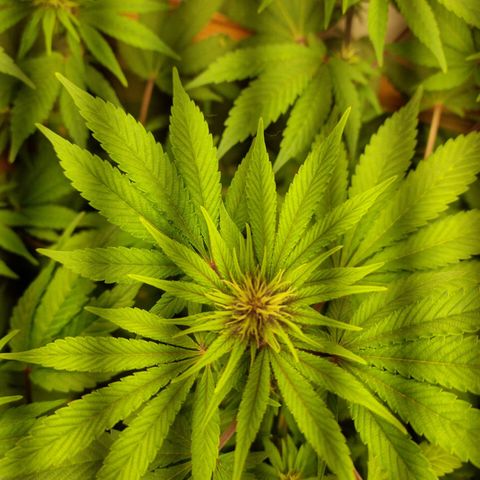  black  magic with unknown strains  growlog photo: Possibly some purple buds coming 
