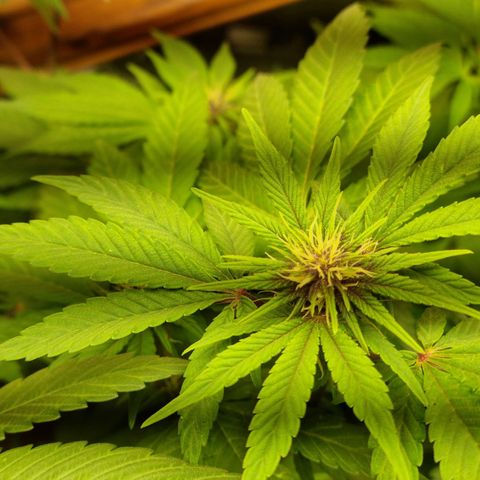  black  magic with unknown strains  growlog timeline photo
