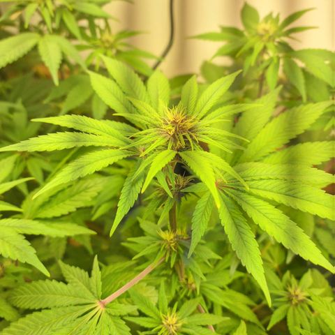  black  magic with unknown strains  growlog timeline photo