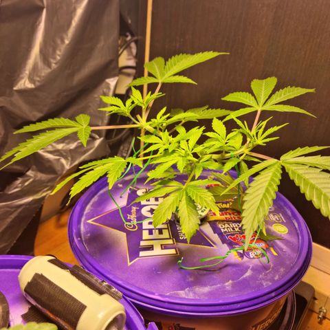 Biscotti  growlog timeline photo