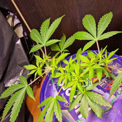 Biscotti  growlog timeline photo