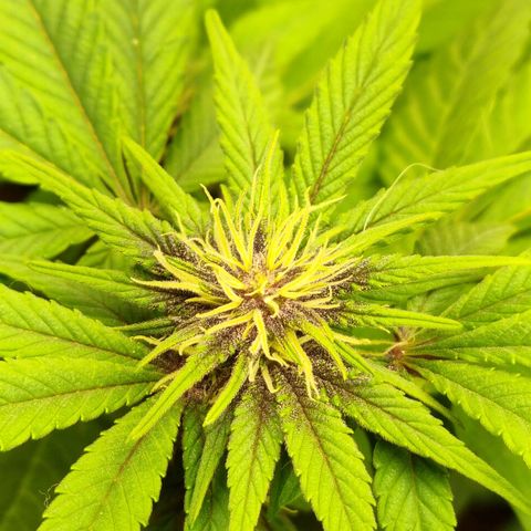  black  magic with unknown strains  growlog timeline photo
