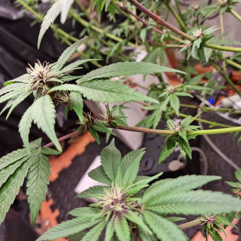  black  magic with unknown strains  growlog timeline photo