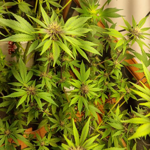  black  magic with unknown strains  growlog timeline photo