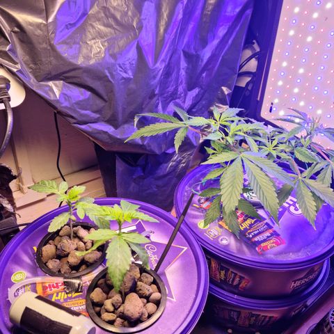 Biscotti  growlog timeline photo