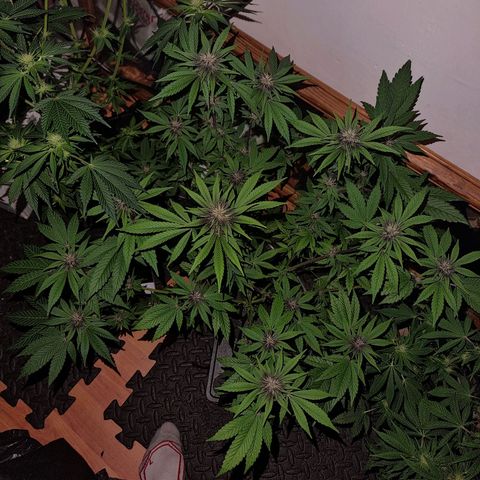  black  magic with unknown strains  growlog timeline photo