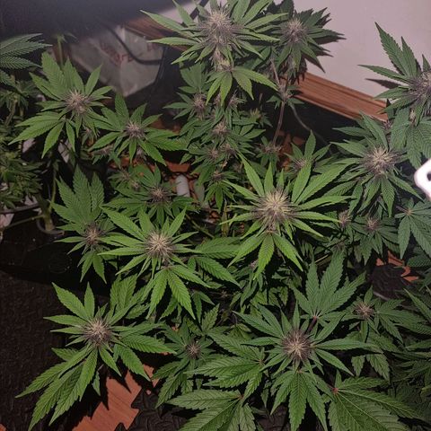  black  magic with unknown strains  growlog timeline photo