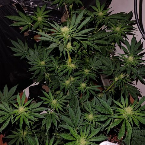 black  magic with unknown strains  growlog timeline photo
