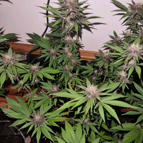  black  magic with unknown strains  growlog timeline photo