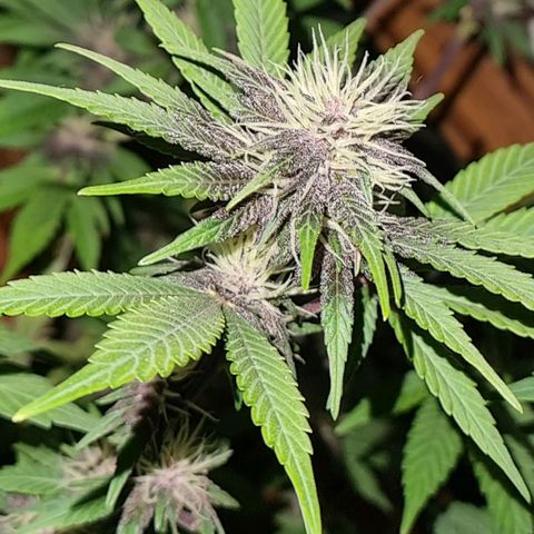  black  magic with unknown strains  growlog timeline photo