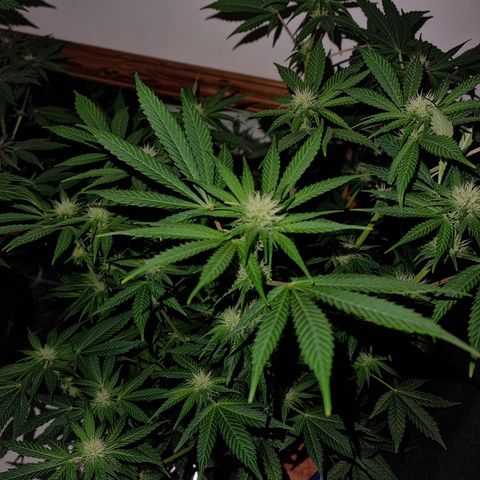  black  magic with unknown strains  growlog timeline photo
