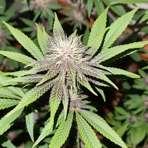  black  magic with unknown strains  growlog timeline photo