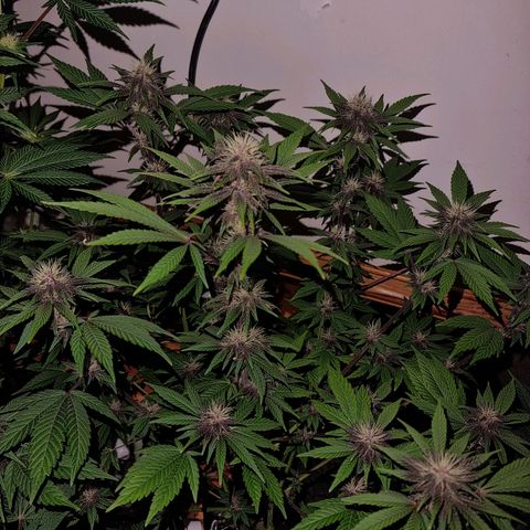  black  magic with unknown strains  growlog timeline photo