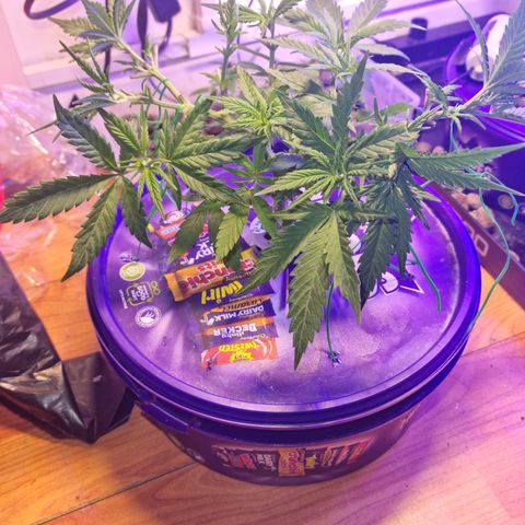 Biscotti  growlog timeline photo