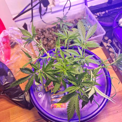 Biscotti  growlog timeline photo