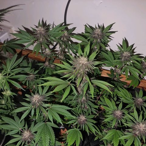  black  magic with unknown strains  growlog timeline photo