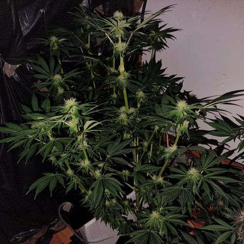  black  magic with unknown strains  growlog timeline photo
