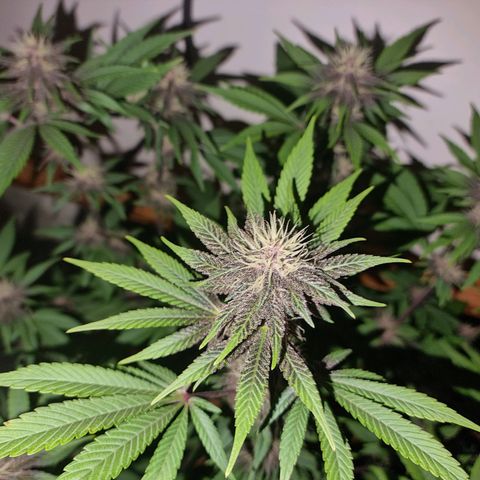  black  magic with unknown strains  growlog timeline photo