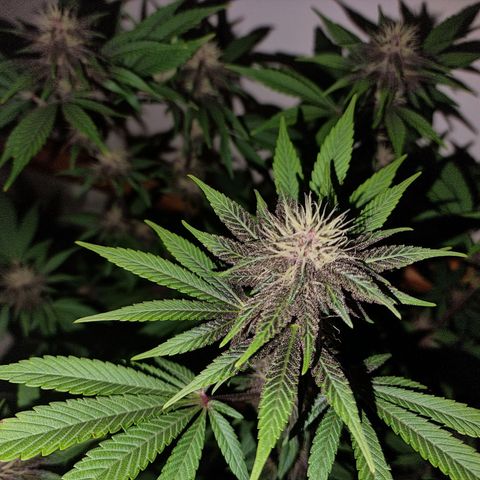 black  magic with unknown strains  growlog timeline photo