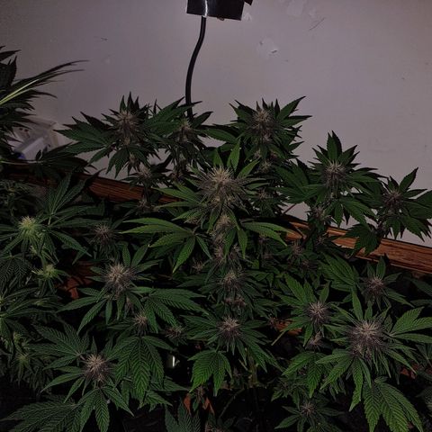  black  magic with unknown strains  growlog timeline photo