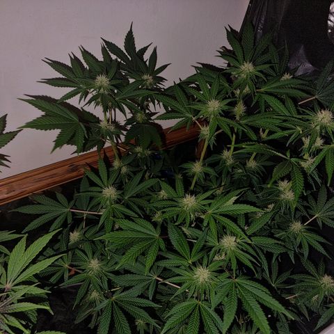  black  magic with unknown strains  growlog timeline photo