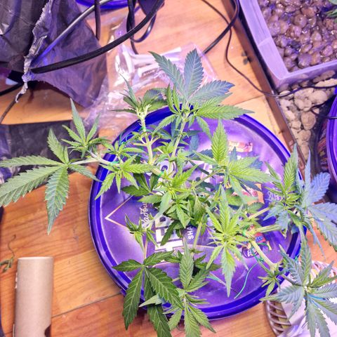Biscotti  growlog timeline photo