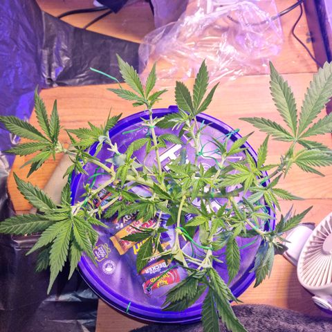 Biscotti  growlog timeline photo
