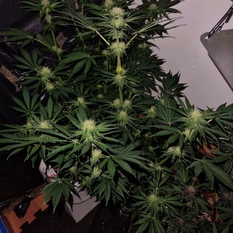  black  magic with unknown strains  growlog timeline photo