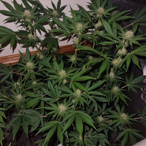  black  magic with unknown strains  growlog timeline photo