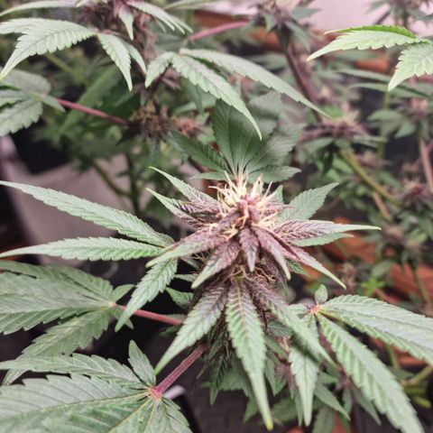  black  magic with unknown strains  growlog timeline photo