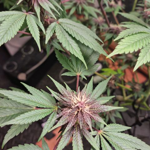  black  magic with unknown strains  growlog timeline photo