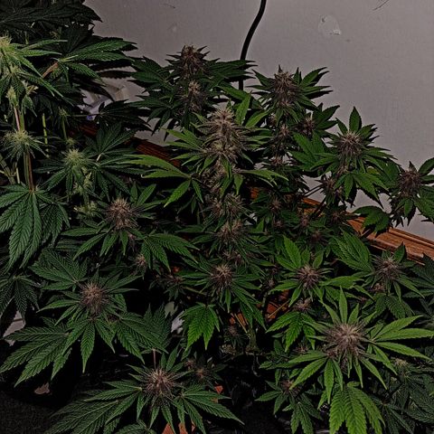  black  magic with unknown strains  growlog timeline photo