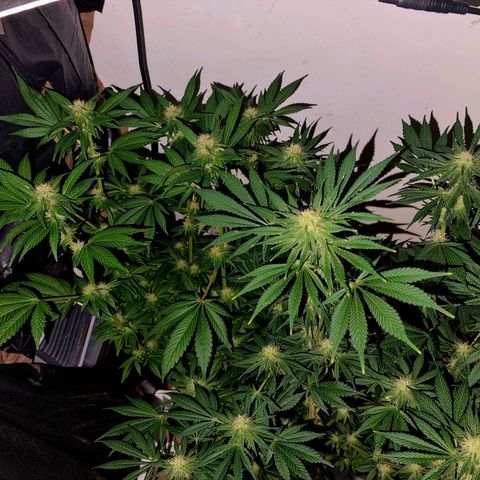  black  magic with unknown strains  growlog timeline photo