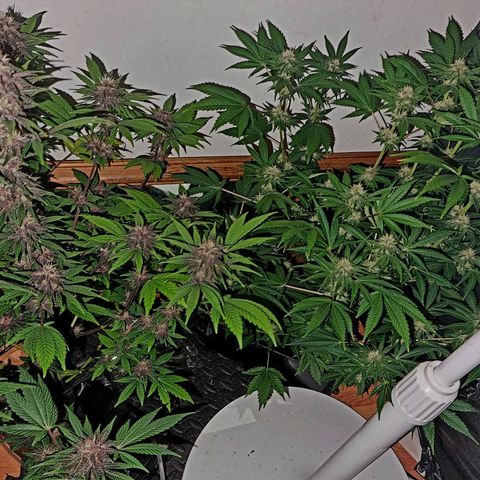  black  magic with unknown strains  growlog timeline photo