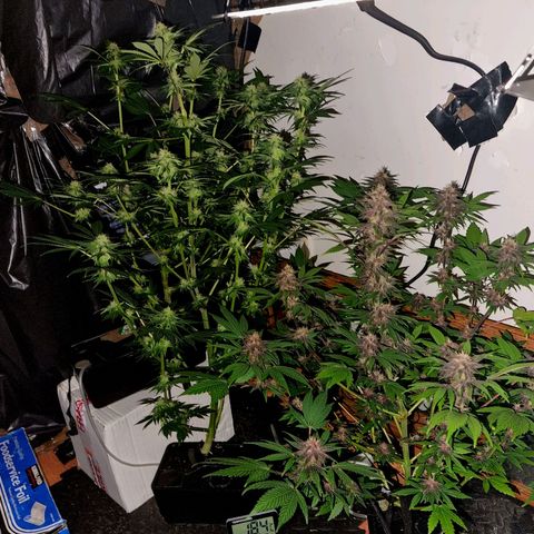  black  magic with unknown strains  growlog timeline photo