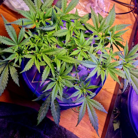 Biscotti  growlog timeline photo