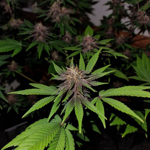  black  magic with unknown strains  growlog timeline photo