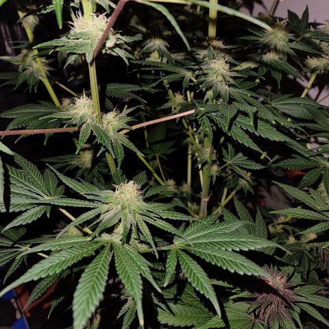  black  magic with unknown strains  growlog timeline photo
