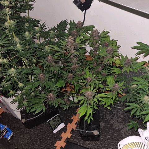  black  magic with unknown strains  growlog timeline photo