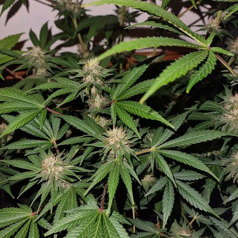  black  magic with unknown strains  growlog timeline photo