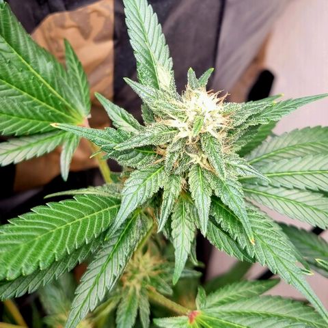  black  magic with unknown strains  growlog timeline photo