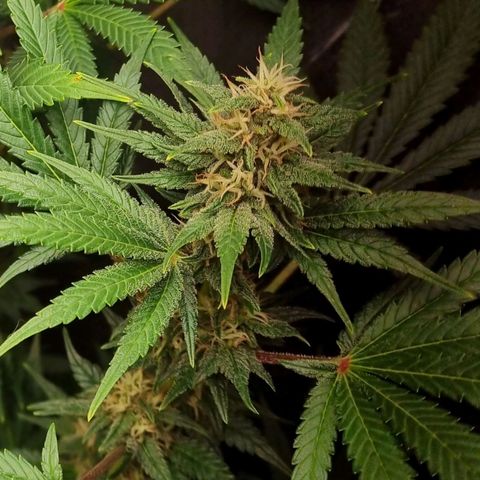  black  magic with unknown strains  growlog timeline photo