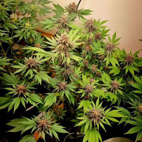  black  magic with unknown strains  growlog timeline photo