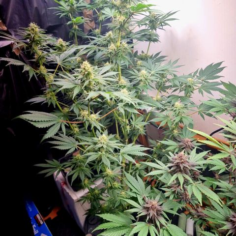  black  magic with unknown strains  growlog timeline photo