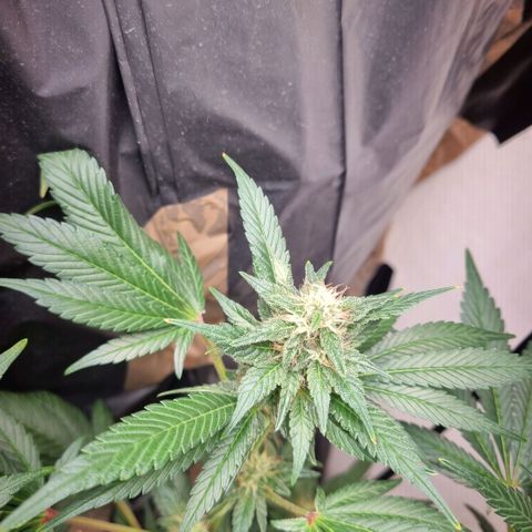  black  magic with unknown strains  growlog timeline photo